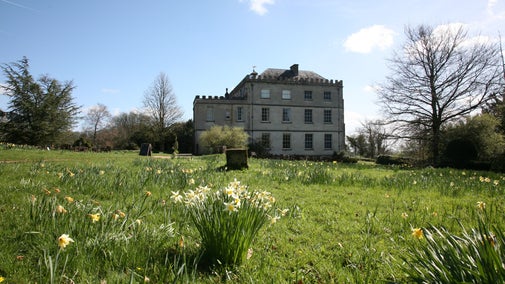 A bunch of daffodils growing in front of the west side of the house.